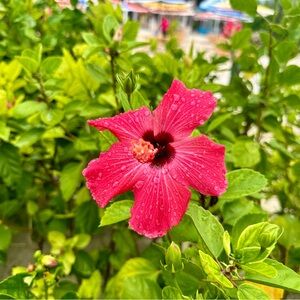 Meet your Posher, Brandi